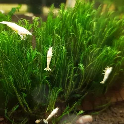 Rêu phượng vĩ đài