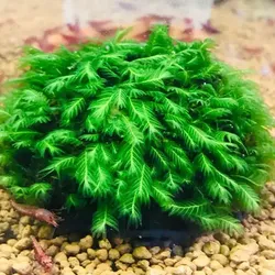 Rêu phượng vĩ đài