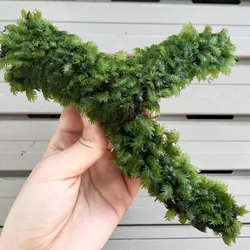 Rêu phượng vĩ đài