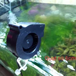 Quạt Sò 6cm