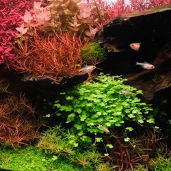 Rau Má Hương Thủy Sinh (Hydrocotyle Tripartita) - Cây Trải Nền Đẹp