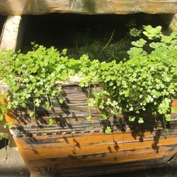 Rau Má Hương Thủy Sinh (Hydrocotyle Tripartita) - Cây Trải Nền Đẹp