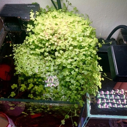 Rau Má Hương Thủy Sinh (Hydrocotyle Tripartita) - Cây Trải Nền Đẹp