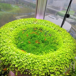 Rau Má Hương Thủy Sinh (Hydrocotyle Tripartita) - Cây Trải Nền Đẹp