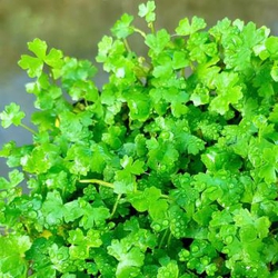 Rau Má Hương Thủy Sinh (Hydrocotyle Tripartita) - Cây Trải Nền Đẹp