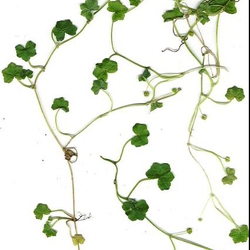 Rau Má Hương Thủy Sinh (Hydrocotyle Tripartita) - Cây Trải Nền Đẹp