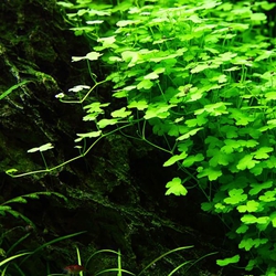 Rau Má Hương Thủy Sinh (Hydrocotyle Tripartita) - Cây Trải Nền Đẹp