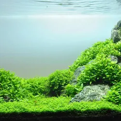 Rau thơm thủy sinh