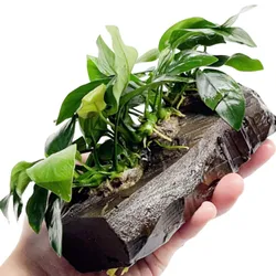 Ráy lưỡi hổ cẩm thạch