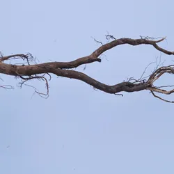 Rễ Dương Còn Vỏ