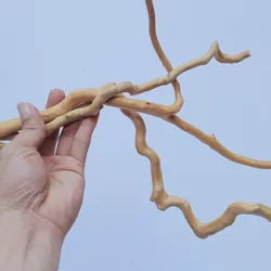 Rễ Lũa Đỗ Quyên