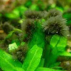 Thuốc diệt rêu chùm đen Nuphar 