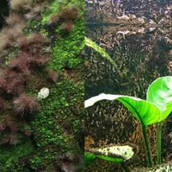 Thuốc diệt rêu chùm đen Nuphar 