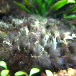 Thuốc diệt rêu chùm đen Nuphar 