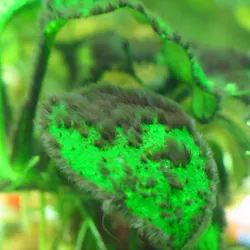 Thuốc diệt rêu chùm đen Nuphar 