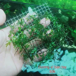 Rêu Dưong Xỉ Bàn Tay