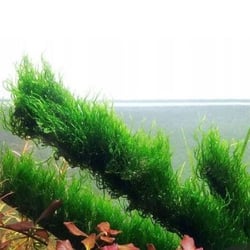Rêu Flame Thủy Sinh (Rêu Lửa) - Rêu Dán Lũa Đá Đẹp Không CO2