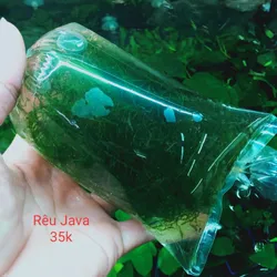 Rêu Java