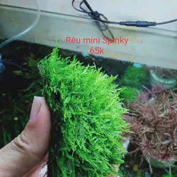 Rêu Mini Spinky