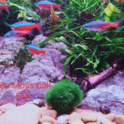 Rêu Moss Ball
