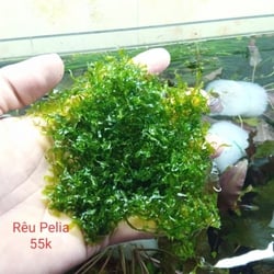 Rêu Pelia