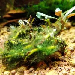Diệt rêu tóc thủy sinh nuphar