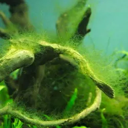 Diệt rêu tóc thủy sinh nuphar