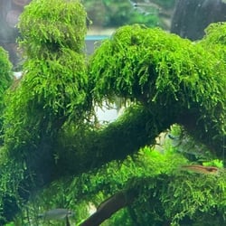 Rêu Weeping Sing (Weeping Moss) - Rêu Làm Tán Bonsai Đẹp