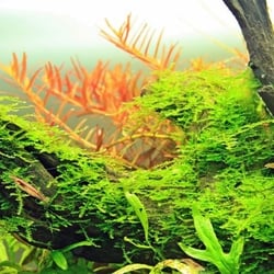 Rêu Weeping Sing (Weeping Moss) - Rêu Làm Tán Bonsai Đẹp