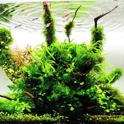 Rêu Weeping Sing (Weeping Moss) - Rêu Làm Tán Bonsai Đẹp