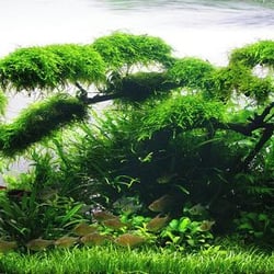 Rêu Weeping Sing (Weeping Moss) - Rêu Làm Tán Bonsai Đẹp
