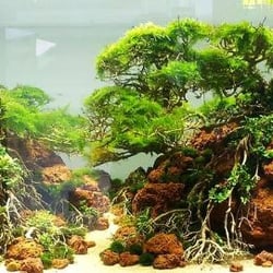 Rêu Weeping Sing (Weeping Moss) - Rêu Làm Tán Bonsai Đẹp