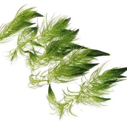 Rong Đuôi Chồn Thủy Sinh - Cây Hậu Cảnh Đẹp, Không Cần Phân Nền