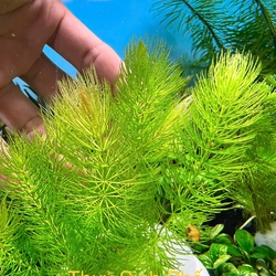 Rong Đuôi Chồn Thủy Sinh - Cây Hậu Cảnh Đẹp, Không Cần Phân Nền