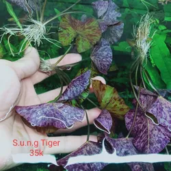 Súng Tiger