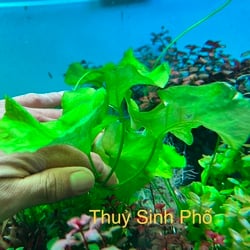 Súng Xanh Thủy Sinh (Súng Dù) - Cây Hậu Cảnh Đẹp, Độc Đáo