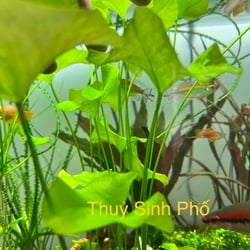Súng Xanh Thủy Sinh (Súng Dù) - Cây Hậu Cảnh Đẹp, Độc Đáo