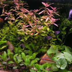 Cây sunset thủy sinh