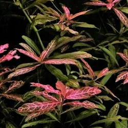 Cây sunset thủy sinh