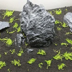 Trân châu ngọc trai lá nước