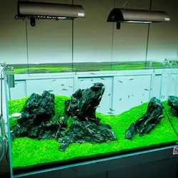 Trân châu ngọc trai lá nước