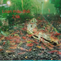 Tép loạn màu