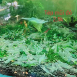 Tép mũi đỏ