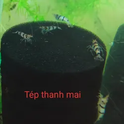 Tép Thanh Mai