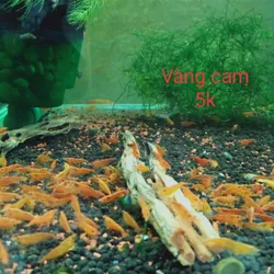 Tép Vàng Cam