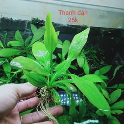Thanh Đản