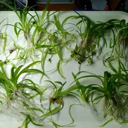 Cỏ thìa thủy sinh mini