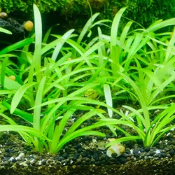 Cỏ thìa thủy sinh mini