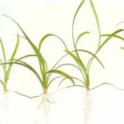 Cỏ thìa thủy sinh mini