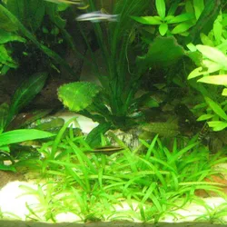 Cỏ thìa thủy sinh mini